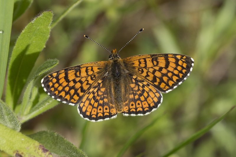 Argynnis ..ma quale? Melitaea cinxia